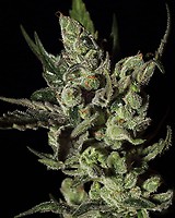 Exodus Cheese Feminised Seeds
