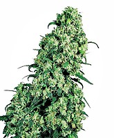 Skunk #1 Feminised Seeds