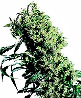 NL#5 x Haze Feminised Seeds