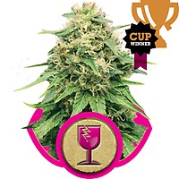 Critical Feminised Seeds