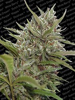 Whiteberry Auto Feminised Seeds