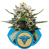 Royal Medic CBD Féminisée Graines