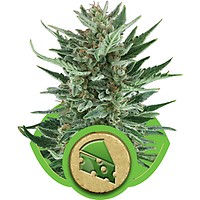 Royal Cheese Auto Féminisée Graines