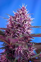 Red Poison Auto Feminised Seeds