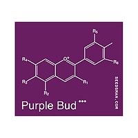 Purple Bud Régulière Semences