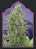 Automatik Mix Auto Feminised Seeds