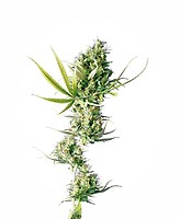 Durban Feminised Seeds