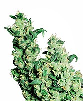 Jack Herer Feminised Seeds
