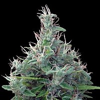 Lebanese Regular Seeds