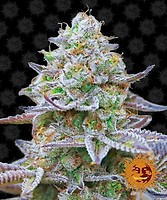 Gorilla Zkittlez Féminisée Graines