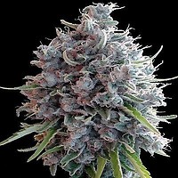 Killer A5 Haze Féminisée Graines