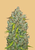 Original BubbleGum Auto Feminised Seeds