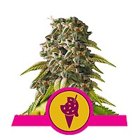 Cookies Gelato Feminised Seeds