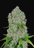 Orange Sherbet Auto Feminised Seeds
