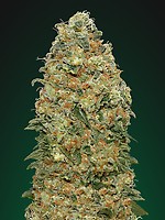 White Widow Feminised Seeds
