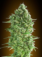 Do-Si-Dos Cookies Feminised Seeds