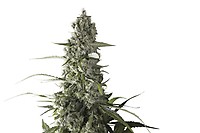 Prima Holandica Regular Seeds