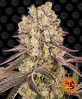 Runtz Muffin Feminised Seeds