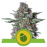 Do-Si-Dos Auto Feminised Seeds