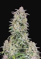 Forbidden Runtz Auto Feminised Seeds