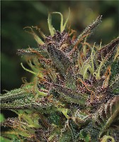 Blueberry Muffin Feminised Seeds
