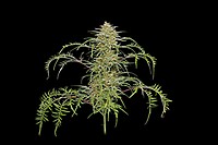 Freakshow Feminised Seeds