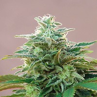 Kannabia CBDV Auto Feminised Seeds