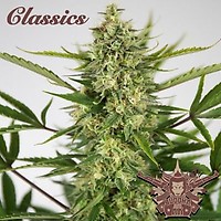 Buddha Classics AK Auto Feminised