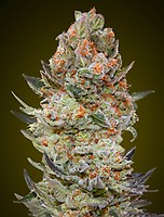Sweet Critical CBD Feminised Seeds