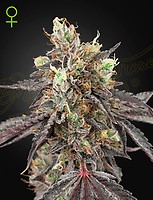 Gelato 41 x Gelato 41 Auto Feminised Seeds