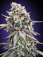 Purple Punch Feminised Seeds