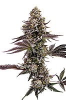 Blueberry Cupcake Feminised Seeds