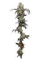 Farmer's Daughter Feminised Seeds