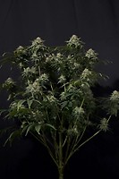 Gorilla Cookies Rapide Féminisée Semences