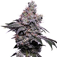 GoldenHaze Feminised Seeds - 5