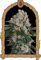 Artic Flurry Feminised Seeds