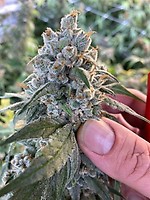 Frosted Guava Auto Féminisée Semences