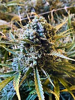 Frosted Watermelon Auto Féminisée Semences