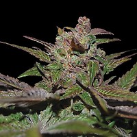 Purple Wreck Auto Feminised Seeds