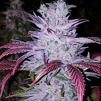 Early Lemon Berry RBX Féminisée Graines