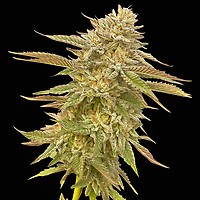 Pineapple OG Féminisée Semences