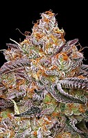 Granny Candy Feminised Seeds