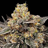 Biscotti Zkittlez Feminised Seeds