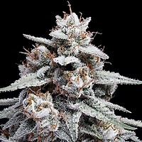 Skywalker Kush Auto Féminisée Semences
