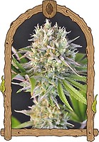 Malawi White Truffle Feminised Seeds