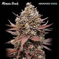Mimosa Punch Féminisée Semences