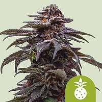 Tropicana Cookies Purple Auto Féminisée Semences