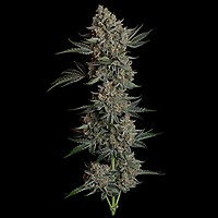 Gelato 41 BX Auto Féminisée Semences