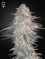 Super Lemon Haze x Pink Candy Féminisée Semences