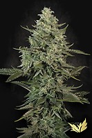 Mendo Creme Féminisée Semences